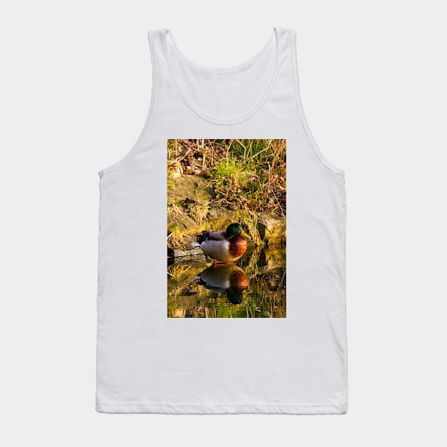 Mallard in reflective mood Tank Top by Violaman